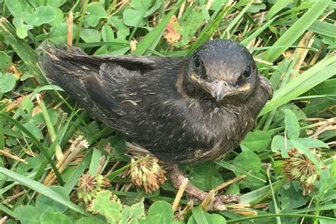 Rare Purple Martins Protected, One Chick At A Time, By This 